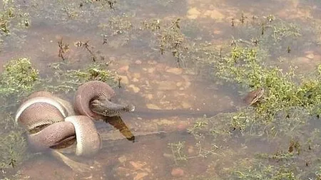 IMAGINI ŞOCANTE. Un piton a înghiţit un crocodil uriaş GALERIE FOTO