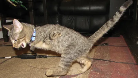 Pisică sau dinozaur? Micuţa felină care a impresionat internetul VIDEO
