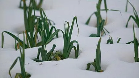 VREMEA LA MUNTE: Ninge în weekend!