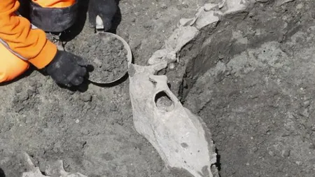 DESCOPERIRE ŞOC făcută de arheologi în Timişoara. A fost găsit scheletul unui ANIMAL EXOTIC
