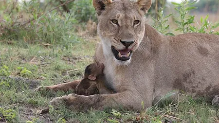 Momentul incredibil în care o leoaică adoptă un pui de babuin FOTO