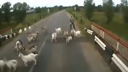 Cruzime fără limite: Zeci de capre, ucise de şoferul unui TIR VIDEO