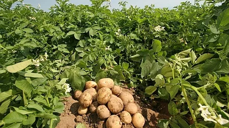 Cartoful românesc este pe cale de dispariţie