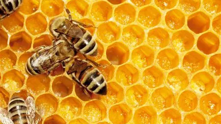 Ce probleme ale pielii tratate cu ceară de albine