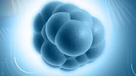 PREMIERĂ în cercetare. Clonarea unor celule adulte pentru a obţine celule stem embrionare