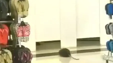 Reacţia HILARĂ a clienţilor unui MAGAZIN după ce un ŞOBOLAN URIAŞ intră în cabina de SCHIMB VIDEO