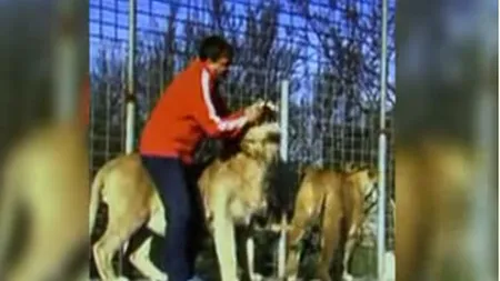 Imagini care-ţi taie respiraţia. Vezi ce se întâmplă când un bărbat bagă mâna în gura unui leu VIDEO