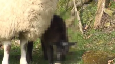 Un CIOBAN a rămas mut de uimire când a descoperit ce fătase o OAIE: Mielul este pe JUMĂTATE IED VIDEO