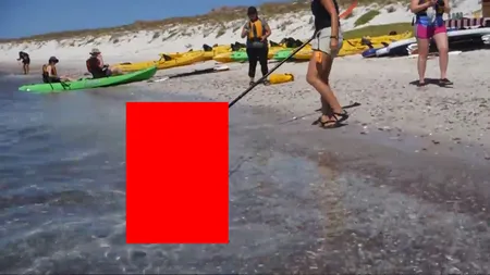 Creatură URIAŞĂ, filmată în mare, aproape de PLAJĂ: Este cel mai MARE PEŞTE cu OASE din lume VIDEO