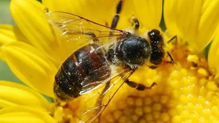 Albinele îi bagă în SPITAL: Cinci persoane, inclusiv un COPIL au fost atacate de insectele agresive