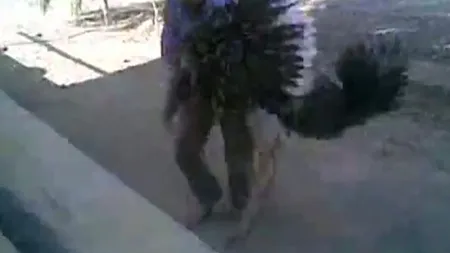Bătaie incredibilă între un bărbat şi un struţ VIDEO
