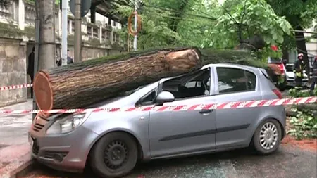 Vremea EXTREMĂ face ravagii. Un copac a DISTRUS două maşini, lângă sediul IGPR VIDEO