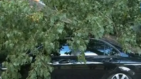 Două maşini au fost avariate după ce un copac s-a prăbuşit în Capitală VIDEO