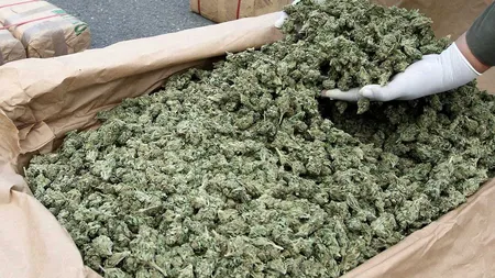 MARIJUANA s-a LEGALIZAT. Consumatorii au dreptul la 10 GRAME pe SĂPTĂMÂNĂ