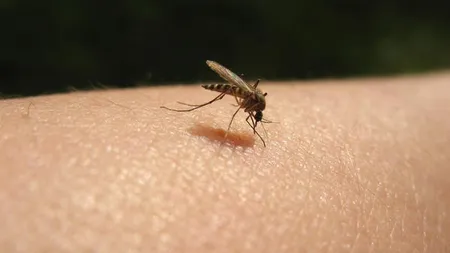 Leacuri NATURALE şi EFICIENTE pentru ÎNŢEPĂTURILE de ŢÂNŢARI. Vezi pe cine înţeapă insectele mai des