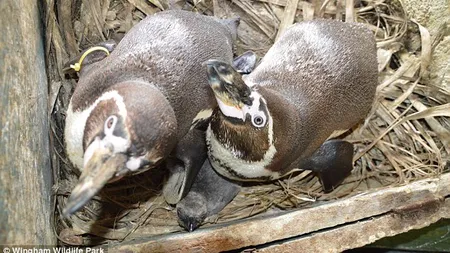 Fenomen inedit în regnul animal: Doi pinguini gay au adoptat un pui abandonat