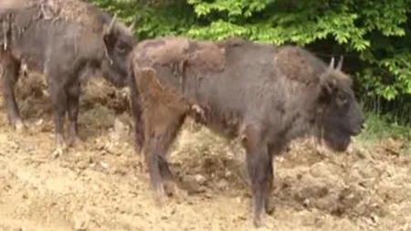 20 de zimbri, eliberaţi în pădurile din Banat VIDEO