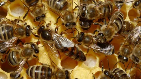 Descoperire ŞOCANTĂ: Avea 20.000 de albine într-un PERETE DIN CASĂ VIDEO