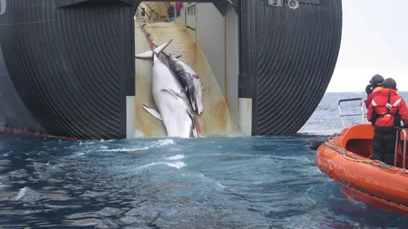 Premierul japonez vrea să relanseze vânătoarea comercială de balene