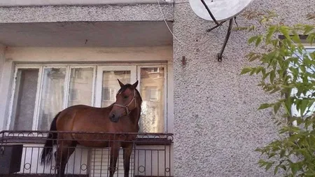 Motivul INCREDIBIL pentru care un bărbat îşi ţinea calul pe balcon