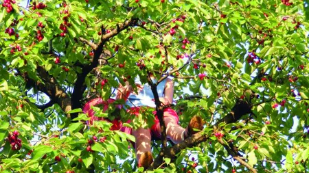 Un copil, în COMĂ după ce a căzut dintr-un cireş într-un gard cu ţepuşe