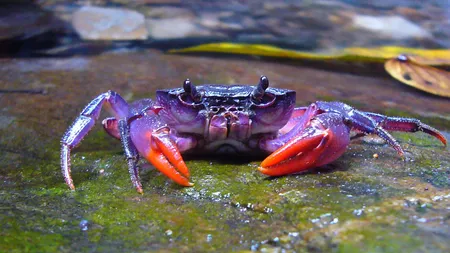 Deşi nu au urechi, crabii aud