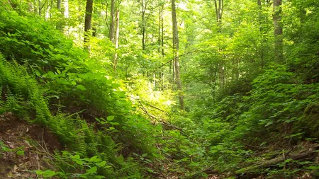 Noi specii de plante şi animale sunt în pericol de dispariţie