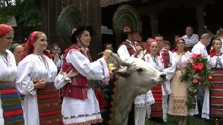 Înstruţatul boului, o tradiţie de sute de ani VIDEO