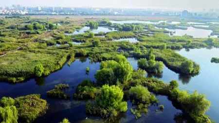 Lacul Văcăreşti va deveni arie naturală protejată