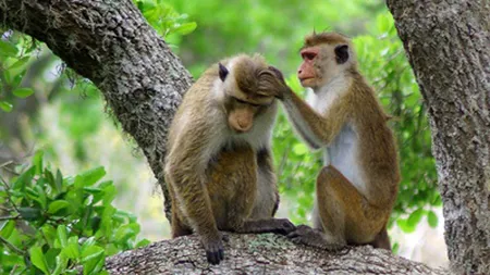 ALERTĂ în Târgu Mureş. Cinci MAIMUŢE au evadat de la ZOO