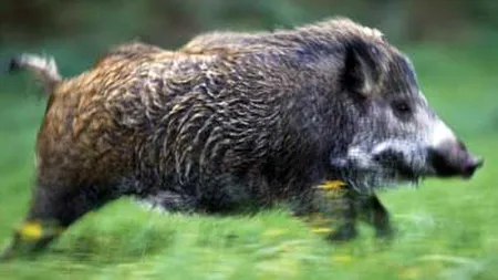 Fermierii dintr-o localitate din Prahova, terorizaţi de mistreţi