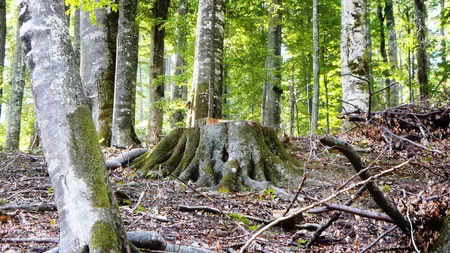 Agent Green: Romsilva va renunţa la administrarea a patru Parcuri Naţionale şi Naturale