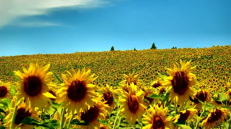 PROGNOZA METEO PE TREI ZILE. Temperaturile scad în aproape toată ţara, începând de sâmbătă