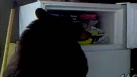 Ursul Yogi există cu adevărat. Uite-l cum fură mâncare din frigider VIDEO