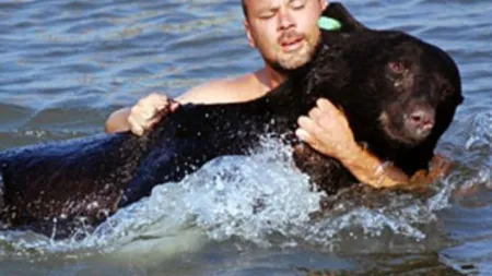 Imagini SENZAŢIONALE. Un urs de 200 de kilograme, salvat de la înec de un bărbat FOTO