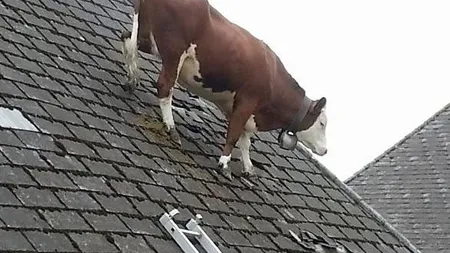 O vacă NU ARE TOATE ŢIGLELE pe casă FOTO