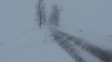 NINSORI VISCOLITE în România la începutul verii VIDEO