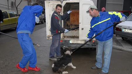 Hingherii vor fi însoţiţi de poliţişti în acţiunile de prindere a maidanezilor