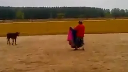 Un MATADOR de ocazie se face de râs după ce se ia la trântă cu un VIŢEL VIDEO
