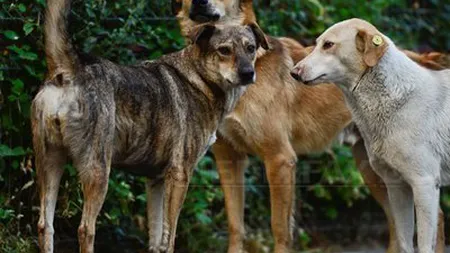 O fetiţă din Dej, sfâşiată de un câine maidanez, în timp ce se afla la joacă