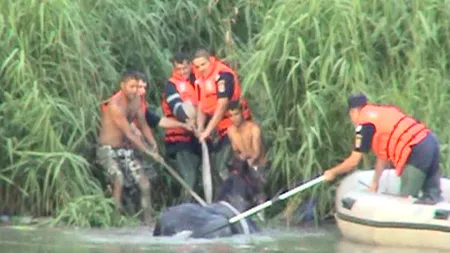 Misiune dramatică de salvare a unui cal căzut în râul Argeş VIDEO