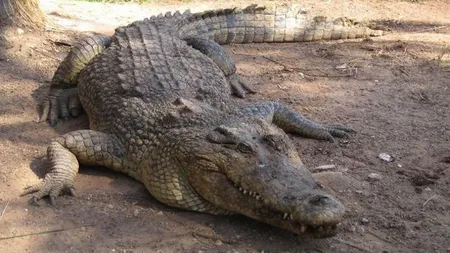 Alertă cu CROCODIL în GRECIA: Un monstru UCIGAŞ ameninţă plajele din CRETA