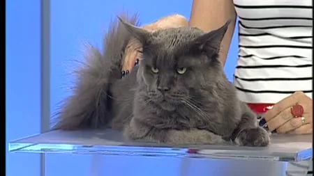 Expoziţie de pisici în weekend. Peste 200 de feline superbe, admirate la Pavilionul Expo din Mamaia