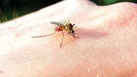 Risc de infestare cu febră dengue în Malaezia. Recomandări pentru turiştii români