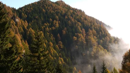 Un document CNSAS aruncă în aer o retrocedare de 9323 de hectare de pădure