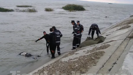 Descoperire MACABRĂ. Cadavrul unui bărbat a fost găsit pe canalul Siret-Bărăgan, lângă Mărăşeşti