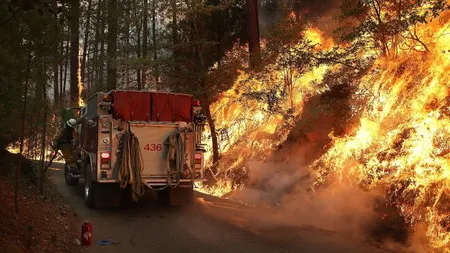 INCENDIU DEVASTATOR în Parcul Yosemite (SUA). Zeci de arborii uriaşi sequoia, în pericol