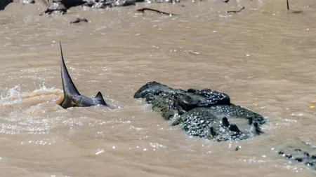 Un fotograf a surprins o LUPTĂ pe VIAŢĂ şi MOARTE dintre un CROCODIL şi un RECHIN. Cine crezi că a câştigat?