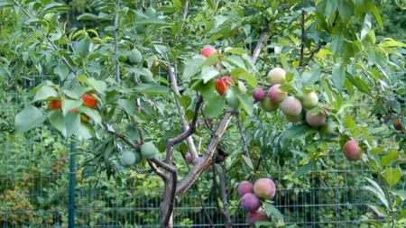 Povestea POMULUI care face 40 de FRUCTE DIFERITE: Am îmbinat ARTA cu AGRICULTURA FOTO