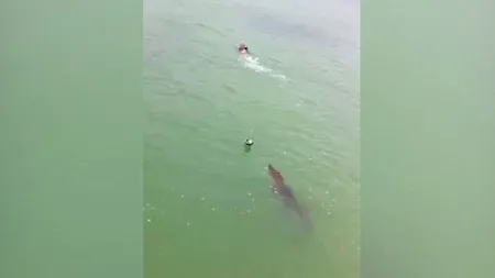 Scene de groază filmate pe un lac. Un crocodil uriaş urmărește un turist VIDEO